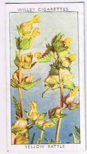 Wills Cigarette Card Wild Flowers #37 Yellow Rattle
