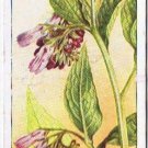 Wills Cigarette Card Wild Flowers #32 Comfrey