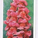 Wills Cigarette Card Garden Flowers #4 Antirrhinum Royal Cerise