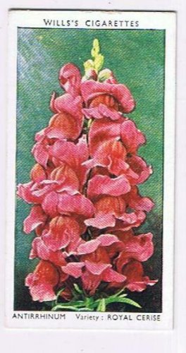 Wills Cigarette Card Garden Flowers #4 Antirrhinum Royal Cerise