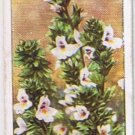 Wills Cigarette Card Wild Flowers #38 Eyebright Figwort