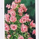 Wills Cigarette Card Garden Flowers #10 Canterbury Bell Cup & Saucer