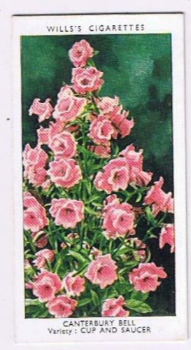 Wills Cigarette Card Garden Flowers #10 Canterbury Bell Cup & Saucer