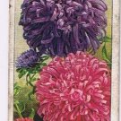 Wills Cigarette Card Garden Flowers #12 Chinese Aster Ostrich Plume