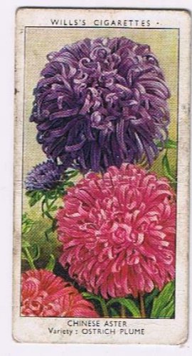 Wills Cigarette Card Garden Flowers #12 Chinese Aster Ostrich Plume