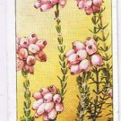 Wills Cigarette Card Wild Flowers #28 Cross Leaved Heath