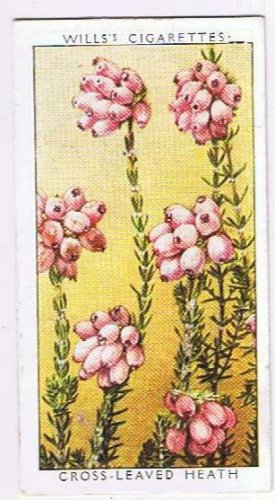 Wills Cigarette Card Wild Flowers #28 Cross Leaved Heath