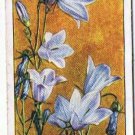 Wills Cigarette Card Wild Flowers #26 Harebell