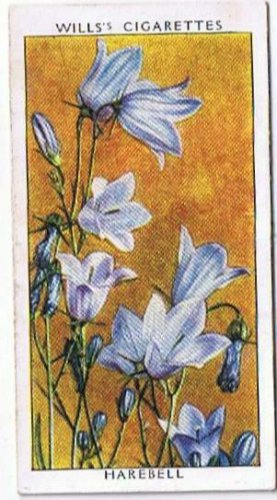 Wills Cigarette Card Wild Flowers #26 Harebell