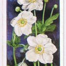 Wills Cigarette Card Garden Flowers #3 Anemone Japonica Lady Ardilaun