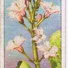 Wills Cigarette Card Wild Flowers #15 Herb Robert Geranium