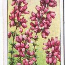 Wills Cigarette Card Wild Flowers #27 Common Heath