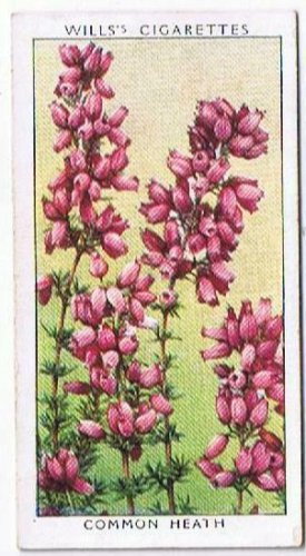 Wills Cigarette Card Wild Flowers #27 Common Heath
