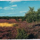 Holland Postcard Heather Fields in Holland In The Fall