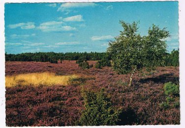 Holland Postcard Heather Fields in Holland In The Fall