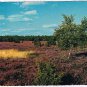 Holland Postcard Heather Fields in Holland In The Fall