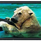 Canada Animal Postcard Canadian Polar Bear