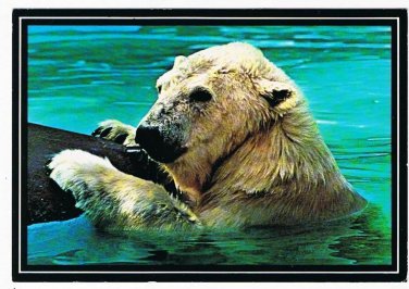 Canada Animal Postcard Canadian Polar Bear