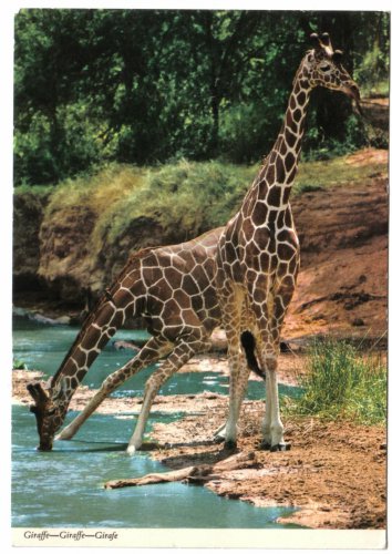 Animal Postcard Giraffe Feeding At Lake