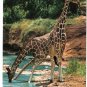 Animal Postcard Giraffe Feeding At Lake