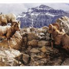 Canada Large Postcard Bighorn Sheep 5 1/2" x 8 1/2"