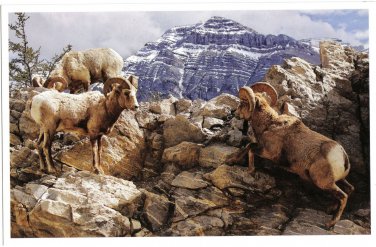 Canada Large Postcard Bighorn Sheep 5 1/2" x 8 1/2"