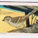 North American Wildlife in Danger Tea Card #30 Ipswich Sparrow Red Rose 1973