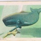 Animals Of North America Tea Card #47 Sperm Whale