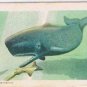 Animals Of North America Tea Card #47 Sperm Whale