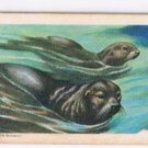 Animals Of North America Tea Card #46 Fur Seal