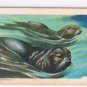 Animals Of North America Tea Card #46 Fur Seal