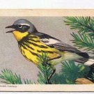 Song Birds Of North America Tea Card #12 Ovenbird