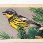 Song Birds Of North America Tea Card #12 Ovenbird