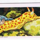Exploring The Ocean Tea Card #29 Sea Slug