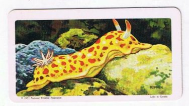 Exploring The Ocean Tea Card #29 Sea Slug