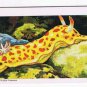 Exploring The Ocean Tea Card #29 Sea Slug