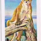 North American Wildlife In Danger Tea Card #33 Cougar 1970