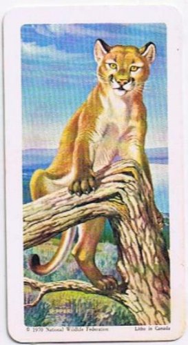 North American Wildlife In Danger Tea Card #33 Cougar 1970
