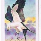 North American Wildlife In Danger Tea Card #41 Swallow Tailed Kite 1970