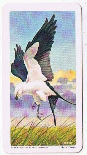 North American Wildlife In Danger Tea Card #41 Swallow Tailed Kite 1970