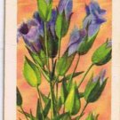 Wild Flowers Of North America Tea Card #38 Fringed Gentian 1960