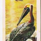 North American Wildlife in Danger Tea Card #8 Brown Pelican Red Rose 1973