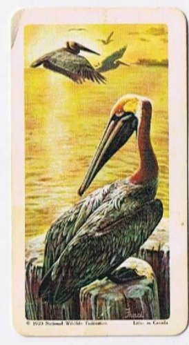 North American Wildlife in Danger Tea Card #8 Brown Pelican Red Rose 1973