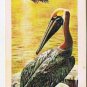 North American Wildlife in Danger Tea Card #8 Brown Pelican Red Rose 1973