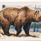 Animals Of North America Tea Card #2 Grizzly Bear