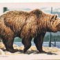 Animals Of North America Tea Card #2 Grizzly Bear