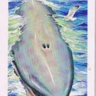North American Wildlife In Danger Tea Card #20 Blue Whale 1970