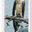 North American Wildlife In Danger Tea Card #26 Osprey 1970