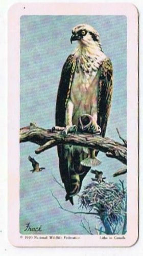 North American Wildlife In Danger Tea Card #26 Osprey 1970
