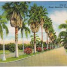 Florida Postcard Beautiful Tropical Avenues